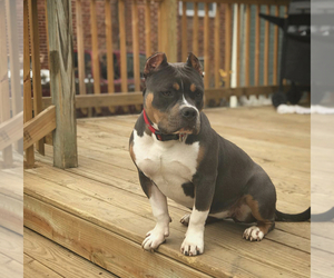 Mother of the American Bully puppies born on 11/17/2019