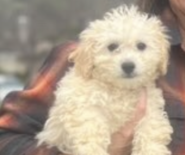 Medium Photo #2 Maltipoo Puppy For Sale in TEMECULA, CA, USA