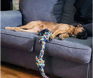 Raven - Female Mutt Dog for Adoption - Photo #9