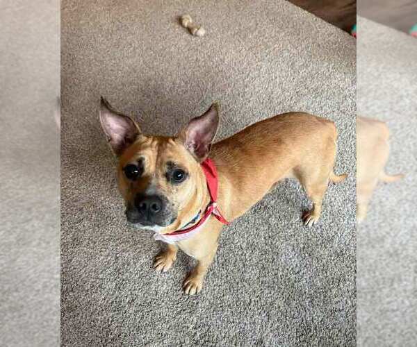 Medium Photo #9 Mutt Puppy For Sale in Kennesaw, GA, USA