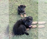 Small #4 German Shepherd Dog