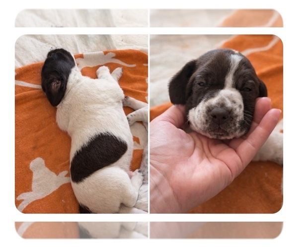 Medium Photo #3 German Shorthaired Pointer Puppy For Sale in CAMDEN, SC, USA