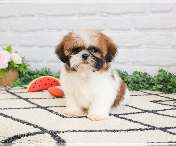 Medium Photo #7 Shih Tzu Puppy For Sale in SYRACUSE, IN, USA