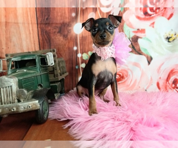 Medium Photo #3 Miniature Pinscher Puppy For Sale in CARTHAGE, TX, USA