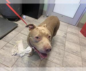American Staffordshire Terrier-Unknown Mix Dogs for adoption in Grand Prairie, TX, USA