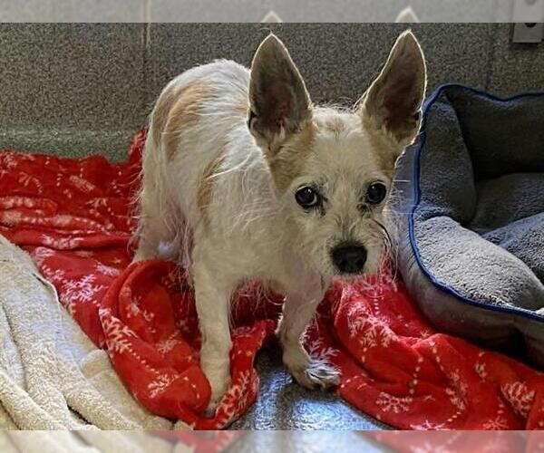 Medium Photo #1 Rat Terrier-Unknown Mix Puppy For Sale in Orange, CA, USA