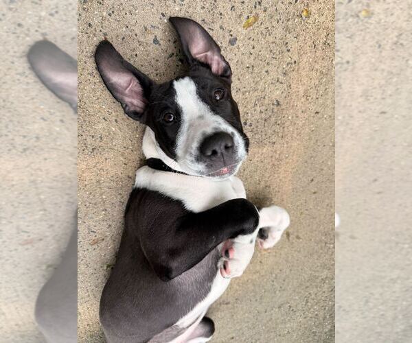Medium Photo #2 Mutt Puppy For Sale in Elmsford, NY, USA