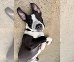 Small #1 Mutt