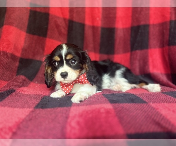 Medium Photo #6 Cavalier King Charles Spaniel Puppy For Sale in LAKELAND, FL, USA