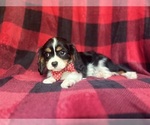 Small #5 Cavalier King Charles Spaniel
