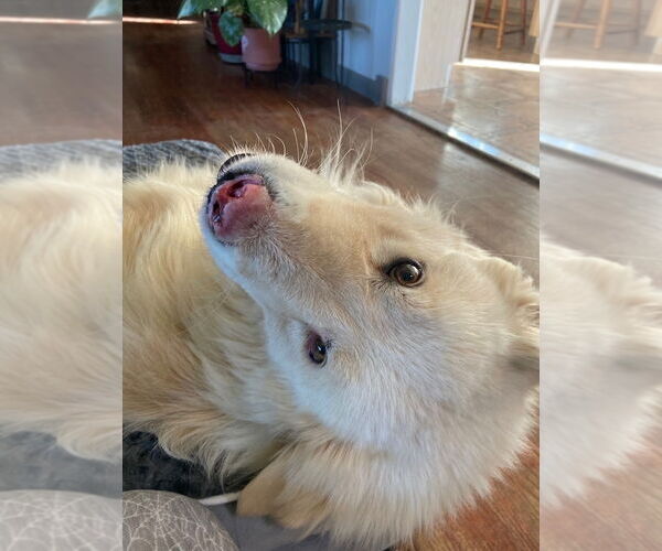 Medium Photo #2 Great Pyrenees Puppy For Sale in Bountiful, UT, USA