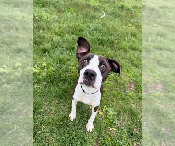 Medium Photo #4 American Staffordshire Terrier Puppy For Sale in Pierceton , IN, USA
