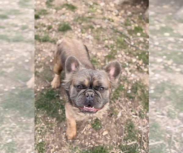 Medium Photo #1 French Bulldog Puppy For Sale in BOURBON, MO, USA