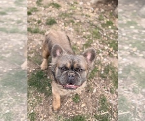 Father of the French Bulldog puppies born on 06/22/2026