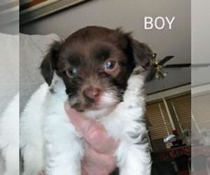 Chihuahua-Poodle (Toy) Mix Puppy for sale in TILDEN, IL, USA