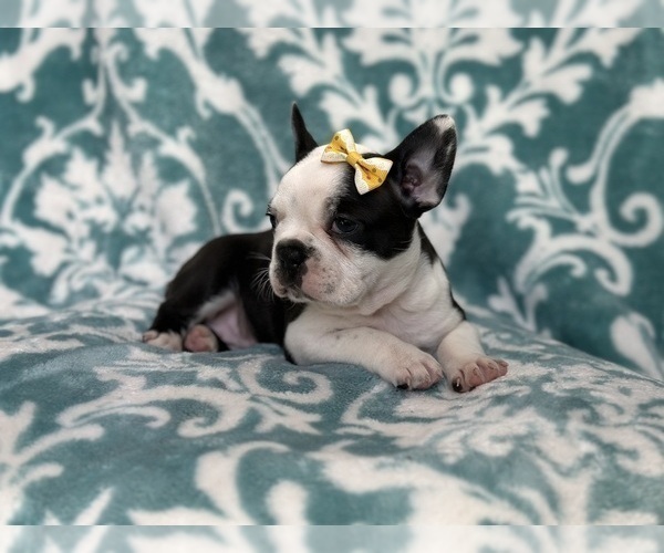 Medium Photo #7 Faux Frenchbo Bulldog Puppy For Sale in LAKELAND, FL, USA