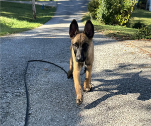 Medium Belgian Malinois