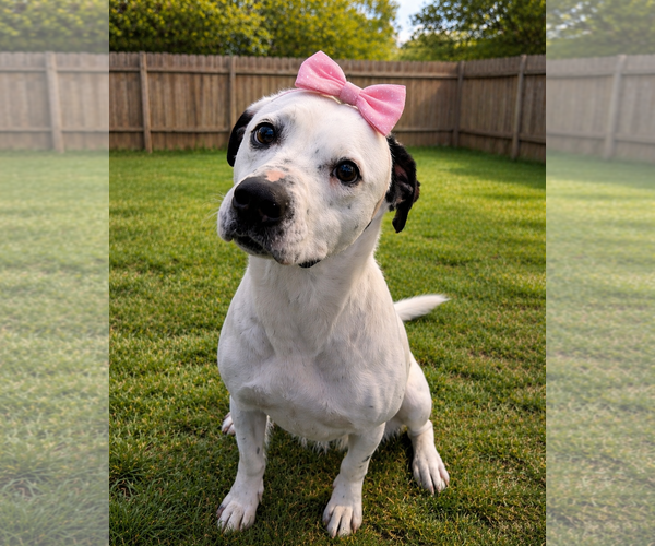 Medium Photo #2 Mutt Puppy For Sale in Sistersville, WV, USA