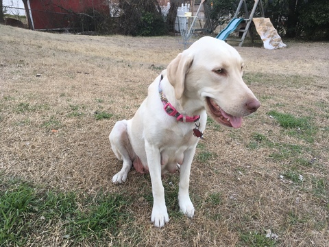 Medium Photo #1 Labrador Retriever Puppy For Sale in GRAND PRAIRIE, TX, USA