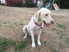 Small Photo #1 Labrador Retriever Puppy For Sale in GRAND PRAIRIE, TX, USA