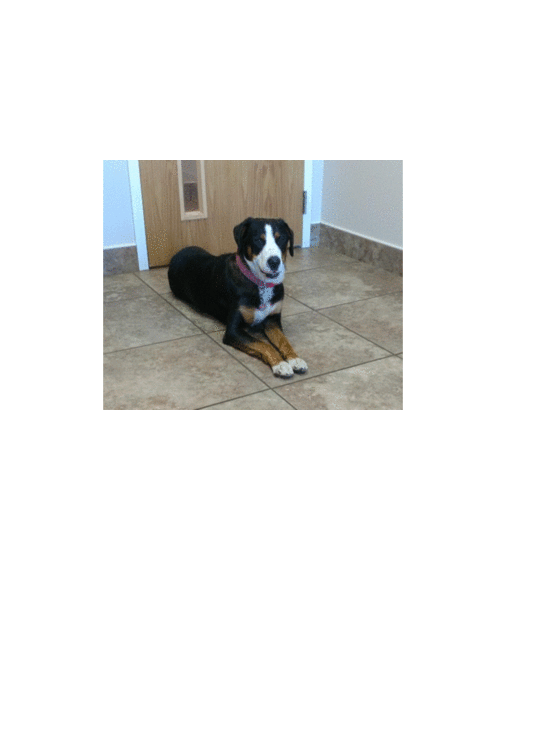 Mother of the Greater Swiss Mountain Dog puppies born on 01/27/2021