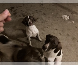 German Shorthaired Pointer Puppy for sale in CLYMER, NY, USA