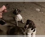Small Photo #1 German Shorthaired Pointer Puppy For Sale in CLYMER, NY, USA
