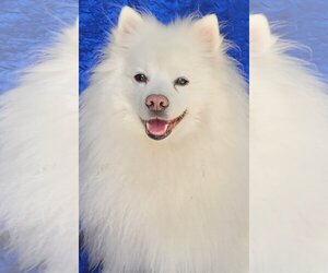 American Eskimo Dog Dogs for adoption in Cuba, NY, USA