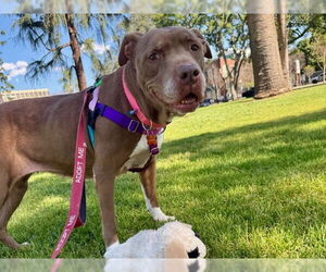 Mutt Dogs for adoption in Pasadena, CA, USA