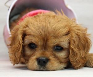 Cavalier King Charles Spaniel Puppy for sale in LAS VEGAS, NV, USA