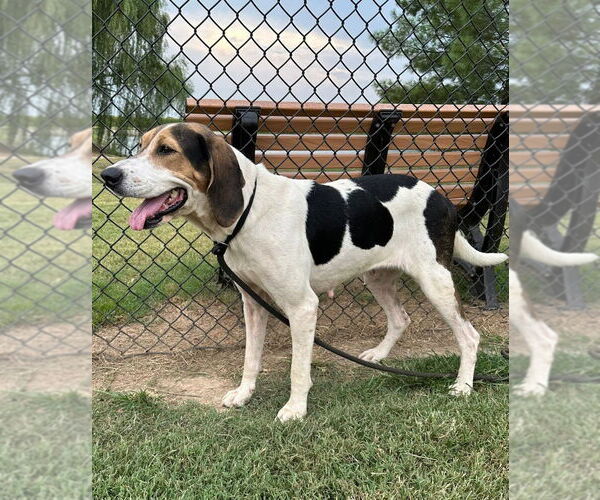 Medium Photo #4 Coonhound Puppy For Sale in Evansville, IN, USA