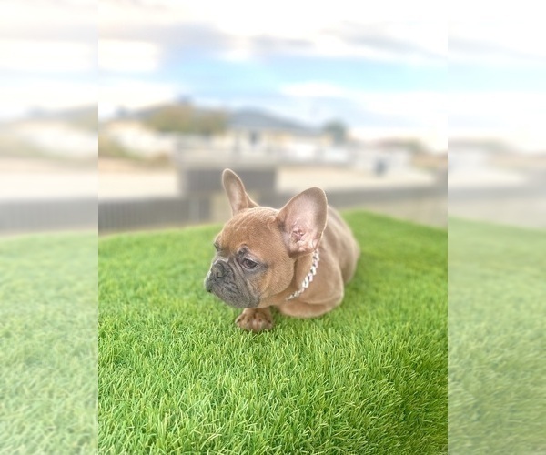Medium Photo #16 French Bulldog Puppy For Sale in MIAMI BEACH, FL, USA