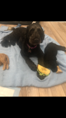 Mother of the Goldendoodle puppies born on 01/12/2019