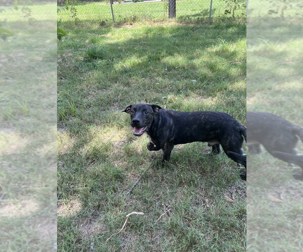 Medium Photo #4 American Pit Bull Terrier-Unknown Mix Puppy For Sale in FRAMINGHAM, MA, USA