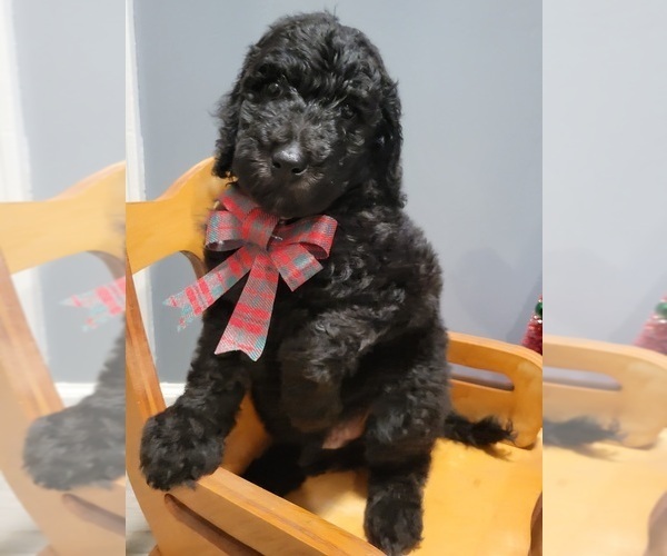 Medium Photo #11 Goldendoodle Puppy For Sale in KANSAS CITY, MO, USA