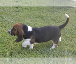 Small #4 Basset Hound