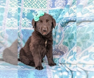 Golden Shepherd Puppy for sale in OXFORD, PA, USA