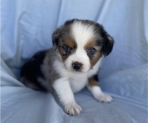 Medium Photo #2 Miniature Australian Shepherd Puppy For Sale in BRANDON, MS, USA
