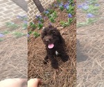 Small Photo #5 Cocker Spaniel-Poodle (Miniature) Mix Puppy For Sale in DUBARD, MS, USA