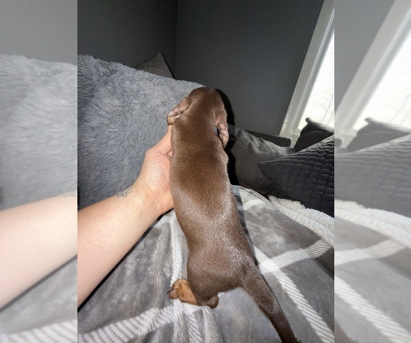 Medium Photo #5 Dachshund Puppy For Sale in JOHNSTON, RI, USA