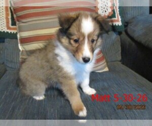 Shetland Sheepdog Puppy for sale in SOLON, ME, USA