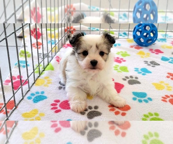 Medium Photo #2 Papitese Puppy For Sale in ORO VALLEY, AZ, USA