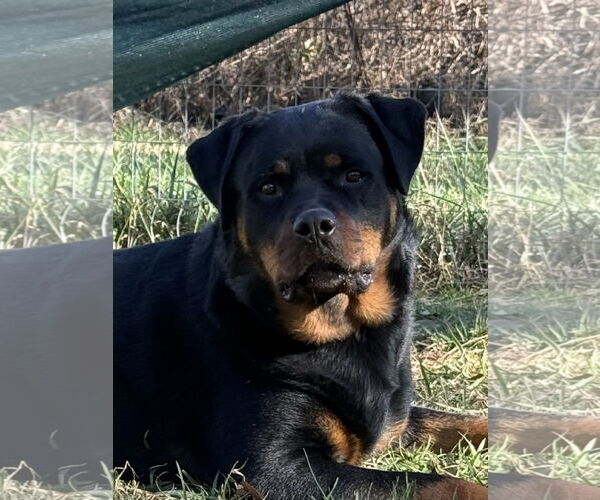 Medium Photo #4 Rottweiler Puppy For Sale in Mooresville, NC, USA