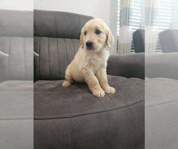 Medium Photo #10 Golden Retriever Puppy For Sale in SACRAMENTO, CA, USA