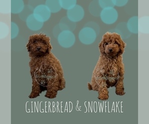 Goldendoodle (Miniature) Puppy for sale in RANCHO CUCAMONGA, CA, USA
