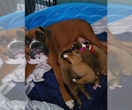 Small #1 Boxer