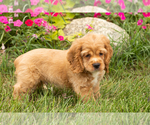 Small #3 Cocker Spaniel