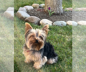 Mother of the Yorkshire Terrier puppies born on 06/07/2025