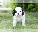 Small Photo #1 Cavalier King Charles Spaniel Puppy For Sale in WARSAW, IN, USA
