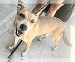 Small #1 Labrador Retriever Mix